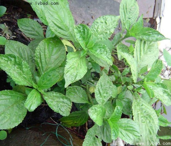 敗醬草