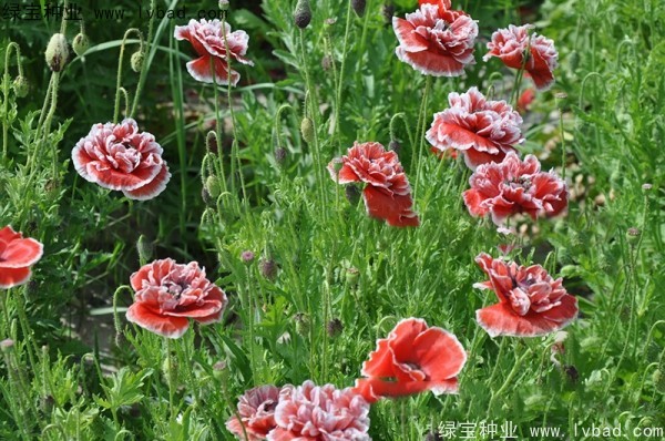 冰島<a href='http://m.wuzhouwash.com/caohuazhongzi/161.html' target='_blank'>虞美人種子</a>