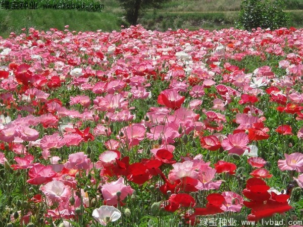 冰島<a href='http://m.wuzhouwash.com/caohuazhongzi/161.html' target='_blank'>虞美人</a>種子