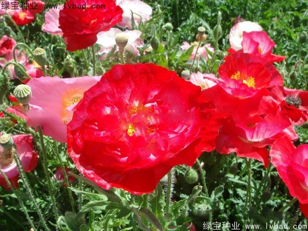 <a href='http://m.wuzhouwash.com/caohuazhongzi/1025.html' target='_blank'>冰島虞美人種子</a>