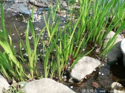 菖蒲種子