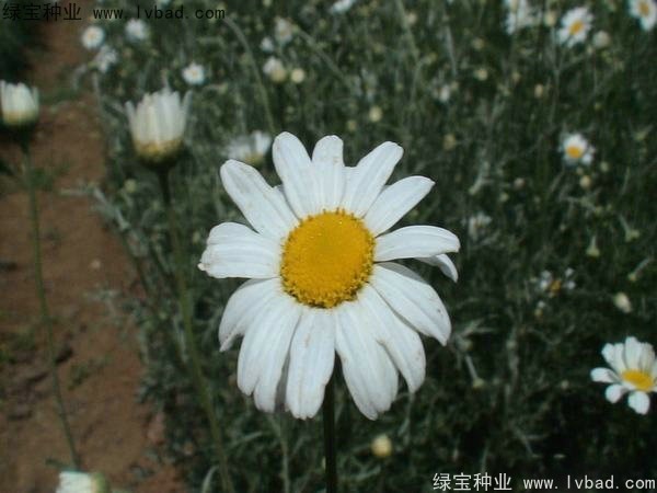 除蟲菊種子
