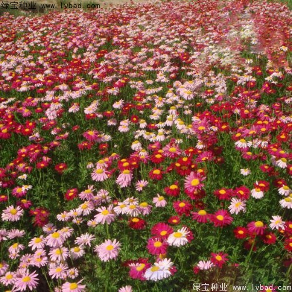 除蟲菊種子