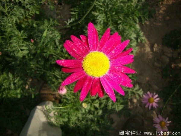 除蟲菊種子