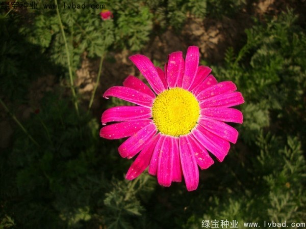 除蟲菊種子