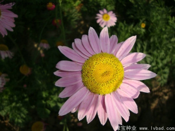除蟲菊種子