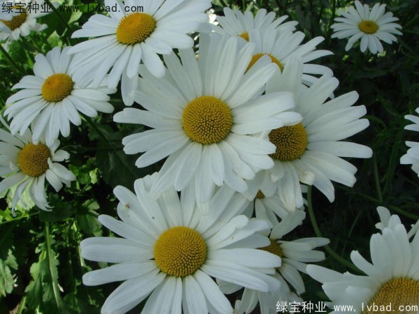 大濱菊種子圖片