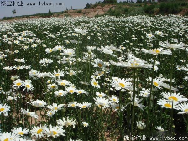 大濱菊種子圖片