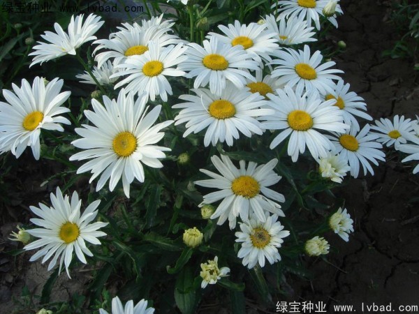 大濱菊種子圖片