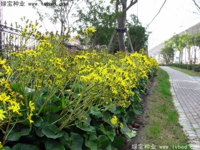 大吳風(fēng)草種子