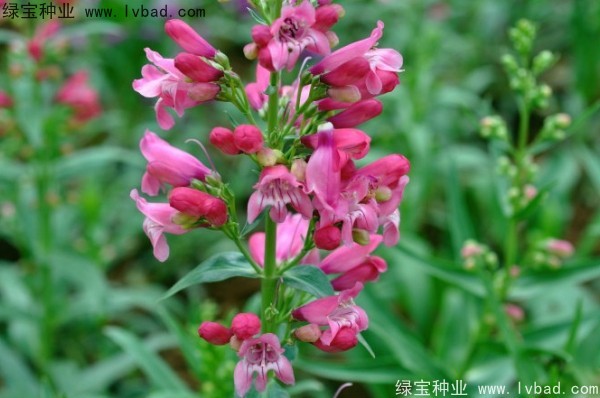 吊鐘柳種子