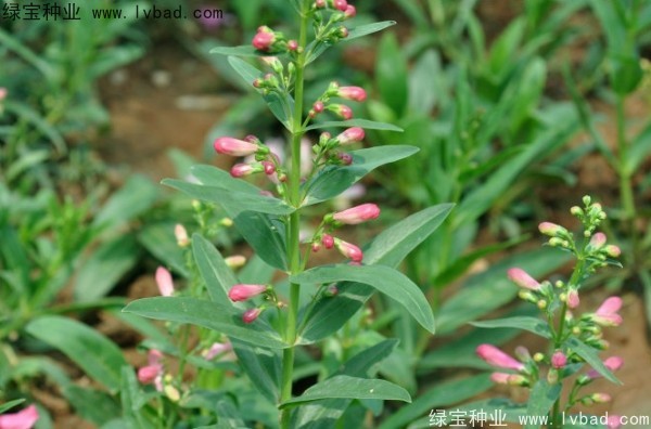 吊鐘柳種子