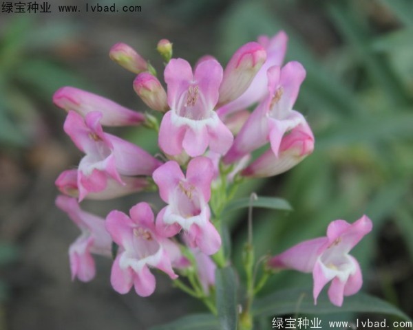 吊鐘柳種子