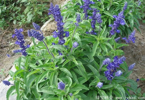 <a href='http://m.wuzhouwash.com/caohuazhongzi/1044.html' target='_blank'>芳香鼠尾草種子</a>