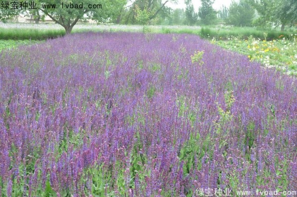芳香鼠尾草種子