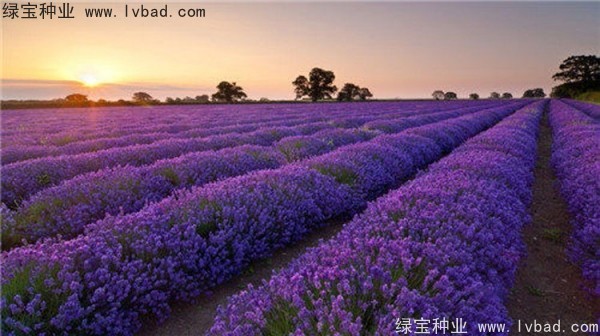 芳香鼠尾草種子