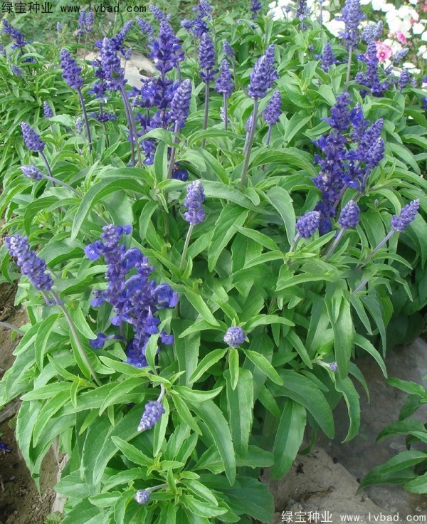 <a href='http://m.wuzhouwash.com/caohuazhongzi/1044.html' target='_blank'>芳香鼠尾草</a>種子