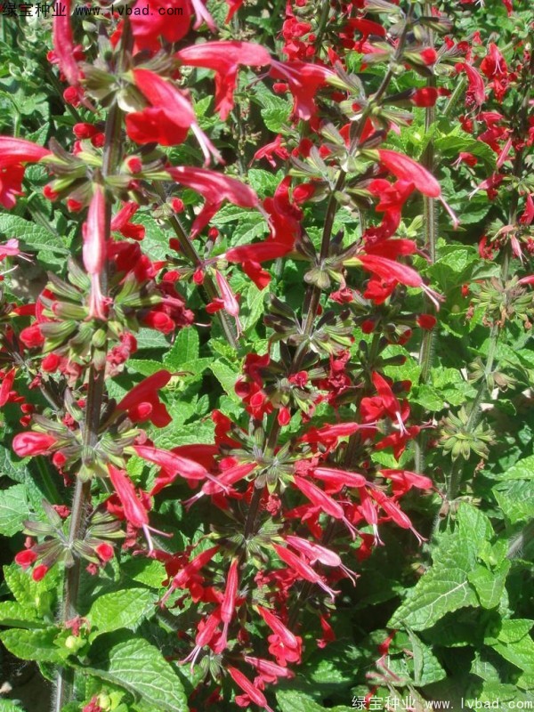 芳香鼠尾草種子