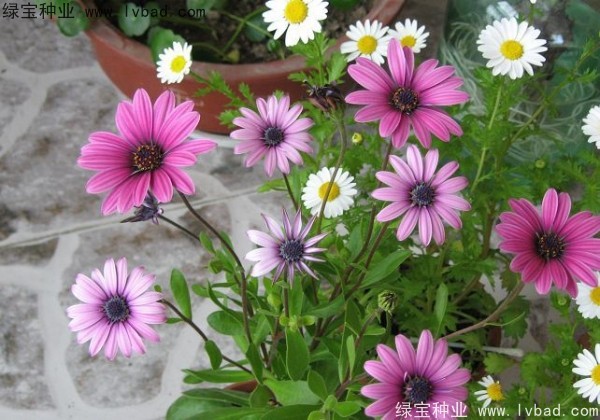 <a href='http://m.wuzhouwash.com/caohuazhongzi/1047.html' target='_blank'>非洲萬壽菊</a>種子