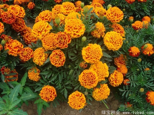 非洲萬壽菊種子