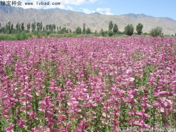 粉花<a href='http://m.wuzhouwash.com/caohuazhongzi/1626.html' target='_blank'>鼠尾草</a>種子