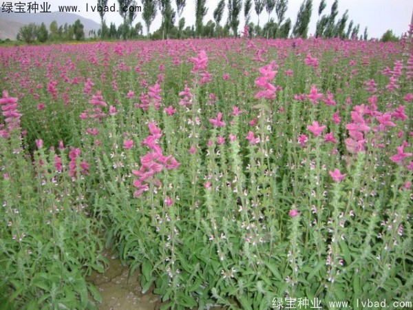 <a href='http://m.wuzhouwash.com/caohuazhongzi/1048.html' target='_blank'>粉花鼠尾草種子</a>