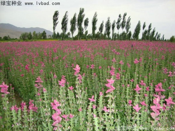 <a href='http://m.wuzhouwash.com/caohuazhongzi/1048.html' target='_blank'>粉花鼠尾草</a><a href='http://m.wuzhouwash.com/' target='_blank'>種子</a>