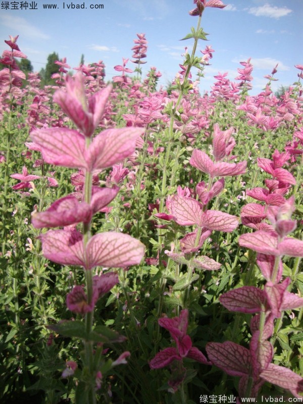 粉花<a href='http://m.wuzhouwash.com/caohuazhongzi/1626.html' target='_blank'>鼠尾草</a><a href='http://m.wuzhouwash.com/' target='_blank'>種子</a>