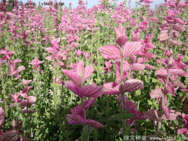 粉花鼠尾草種子