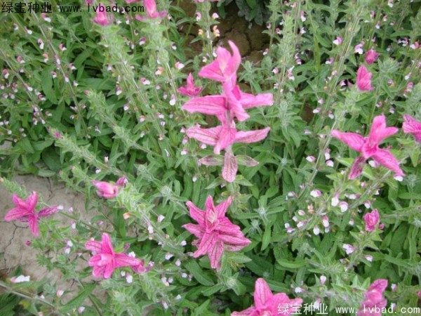 粉花鼠尾草種子