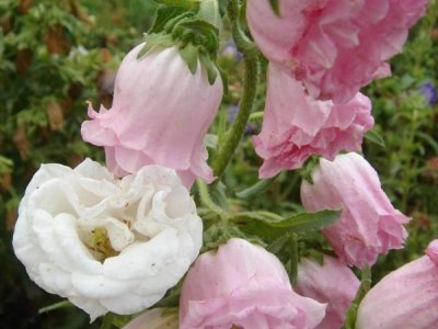 風(fēng)鈴花種子