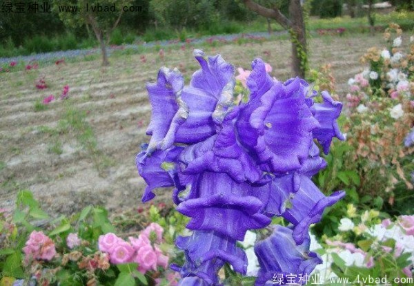 風鈴花種子