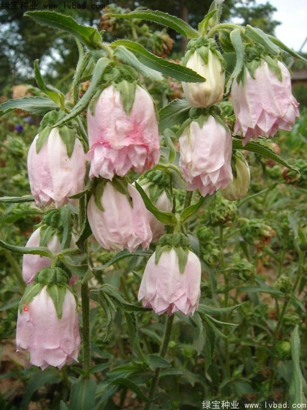 風鈴花種子