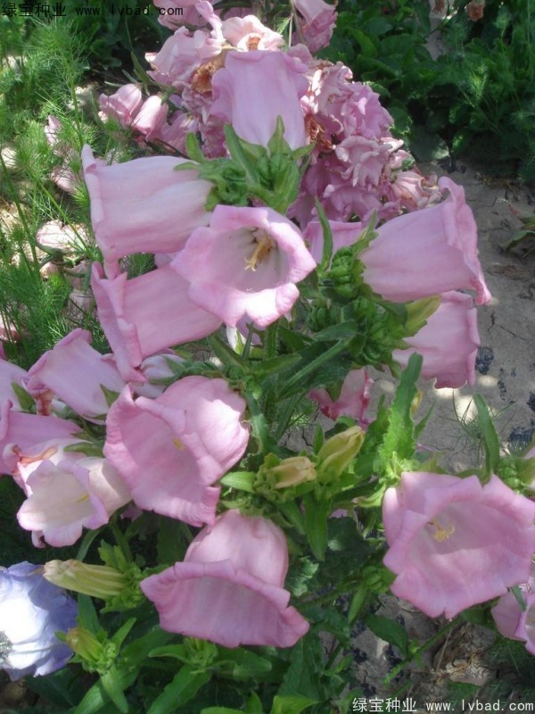 風鈴花種子