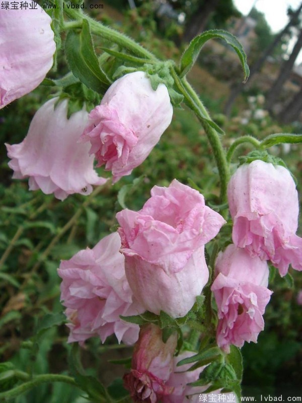 風鈴花種子