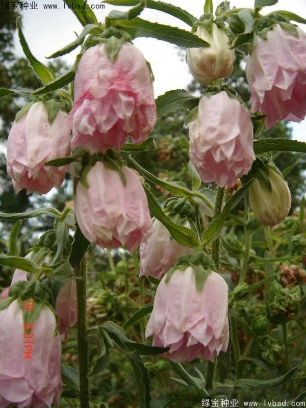 風鈴花種子
