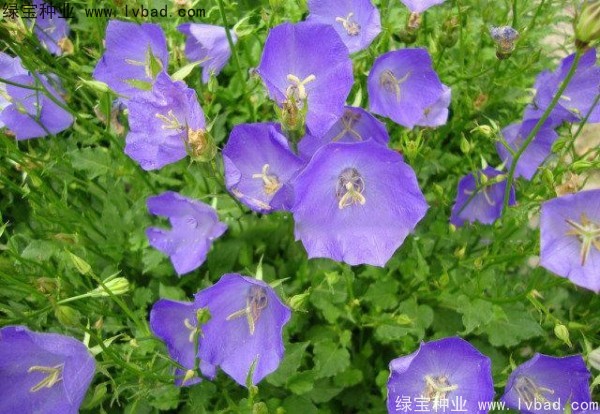 風鈴花種子