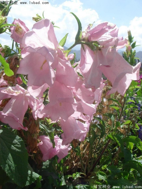 風鈴花種子