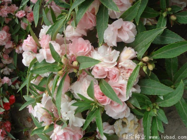 指甲花<a href='http://m.wuzhouwash.com/' target='_blank'>種子</a>
