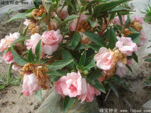 指甲花種子