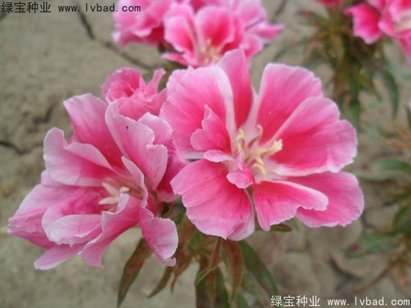 古代稀<a href='http://m.wuzhouwash.com/' target='_blank'>種子</a>