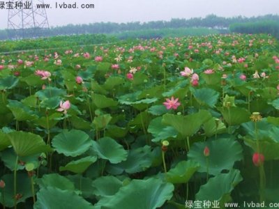 荷花種子