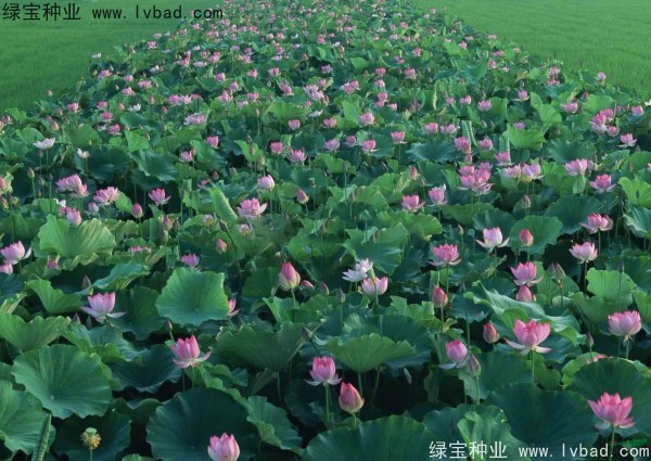 荷花圖片