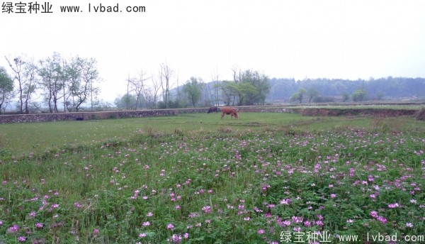 <a href='http://m.wuzhouwash.com/yaocaizhongzi/2335.html' target='_blank'>紅花</a>酢漿草種子