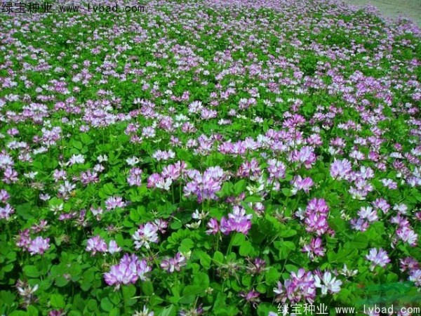 <a href='http://m.wuzhouwash.com/caohuazhongzi/1064.html' target='_blank'>紅花酢漿草</a><a href='http://m.wuzhouwash.com/' target='_blank'>種子</a>