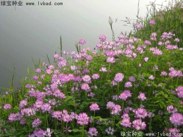 <a href='http://m.wuzhouwash.com/yaocaizhongzi/2335.html' target='_blank'>紅花</a>酢漿草<a href='http://m.wuzhouwash.com/' target='_blank'>種子</a>