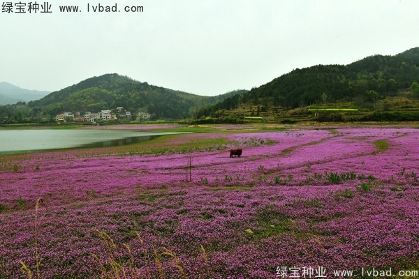<a href='http://m.wuzhouwash.com/caohuazhongzi/1064.html' target='_blank'>紅花酢漿草</a>種子