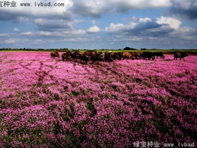 紅花酢漿草