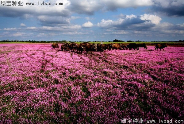 <a href='http://m.wuzhouwash.com/yaocaizhongzi/2335.html' target='_blank'>紅花</a>酢漿草<a href='http://m.wuzhouwash.com/' target='_blank'>種子</a>