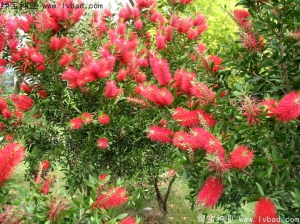 <a href='http://m.wuzhouwash.com/caohuazhongzi/1065.html' target='_blank'>紅千層種子</a>